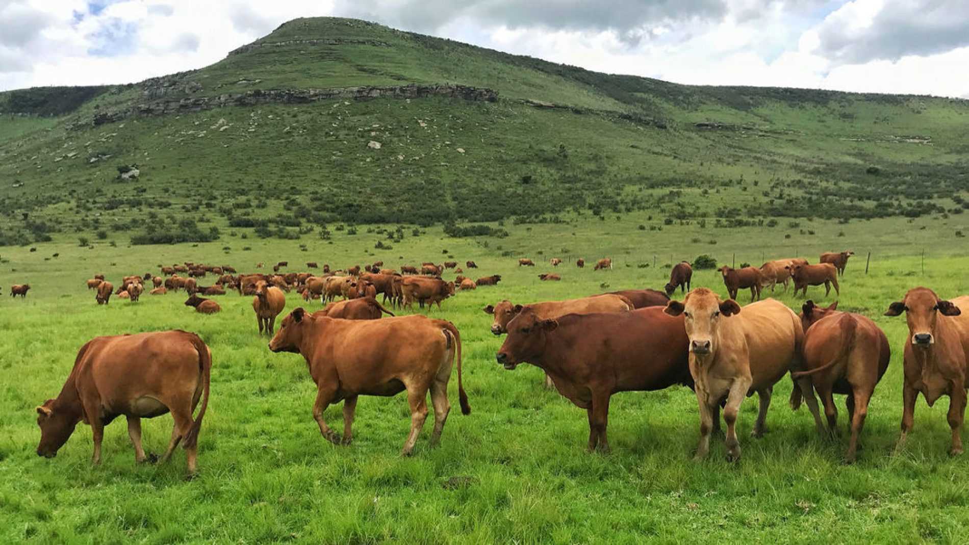 Cattle herd on African veld