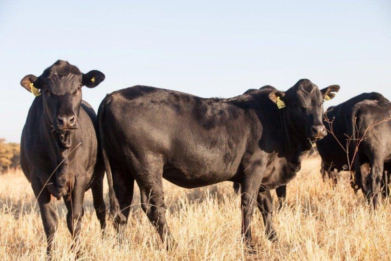 Mashona cattle