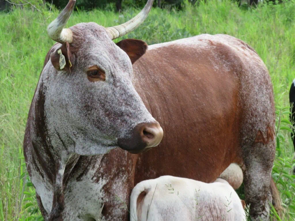 Nkone cattle